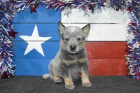 Zona #2, a male Australian Cattle Dog for sale in Canton, TX – 2 of 5