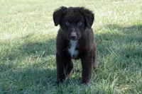 Roja #6, a male Australian Shepherd for sale in Canton, TX – 2 of 10