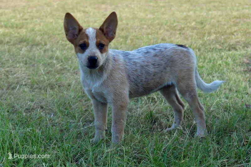 Teeter #9 – Australian Cattle Dog puppy for sale in Canton, TX