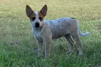 Teeter #9, a female Australian Cattle Dog for sale in Canton, TX – 1 of 9