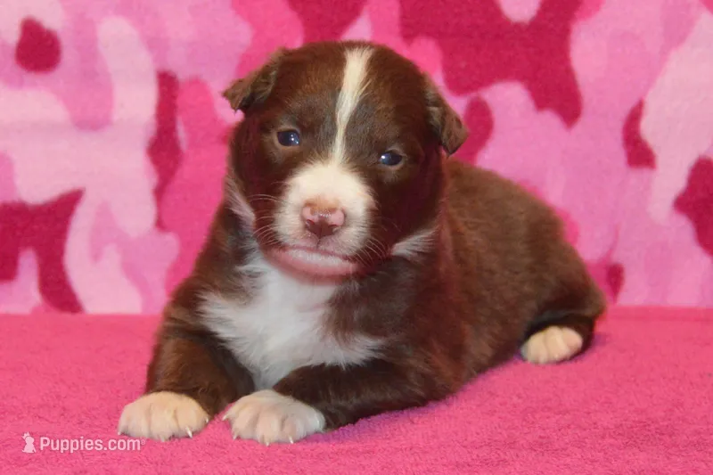 Onyx #6 – Australian Shepherd puppy for sale in Canton, TX