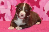 Onyx #6, a female Australian Shepherd for sale in Canton, TX – 4 of 4