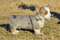 Babe #2, a male Pembroke Welsh Corgi for sale in Canton, TX – Photo 3 of 10