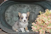 Babe #2, a male Pembroke Welsh Corgi for sale in Canton, TX – Photo 7 of 10
