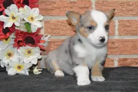 Babe #2, a male Pembroke Welsh Corgi for sale in Canton, TX – Photo 4 of 10