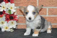 Babe #2, a male Pembroke Welsh Corgi for sale in Canton, TX – Photo 5 of 10