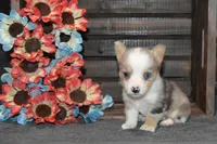 Babe #2, a male Pembroke Welsh Corgi for sale in Canton, TX – Photo 8 of 10