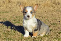Babe #2, a male Pembroke Welsh Corgi for sale in Canton, TX – Photo 2 of 10