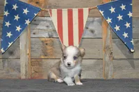 Babe #2, a male Pembroke Welsh Corgi for sale in Canton, TX – Photo 10 of 10