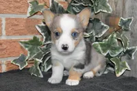 Babe #2, a male Pembroke Welsh Corgi for sale in Canton, TX – Photo 6 of 10