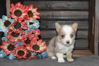 Babe #2, a male Pembroke Welsh Corgi for sale in Canton, TX – Photo 9 of 10