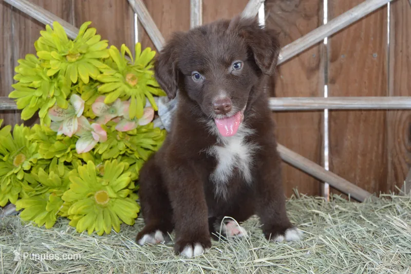 Roja #6 – Australian Shepherd puppy for sale in Canton, TX