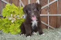 Roja #6, a male Australian Shepherd for sale in Canton, TX – 6 of 10