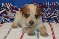 Teeter #9, a female Australian Cattle Dog for sale in Canton, TX – 3 of 4