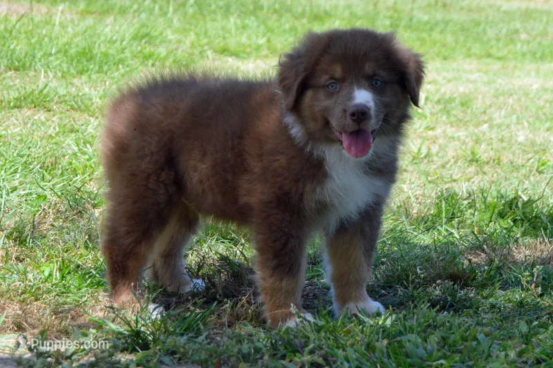Kora #5 – Australian Shepherd puppy for sale in Canton, TX