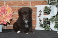 Onyx #7, a female Australian Shepherd for sale in Canton, TX – 2 of 4