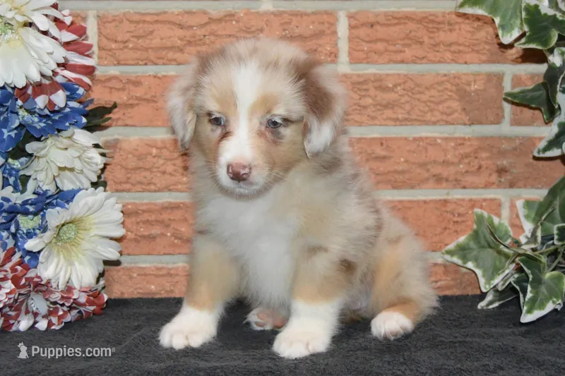 Kora #8 – Australian Shepherd puppy for sale in Canton, TX