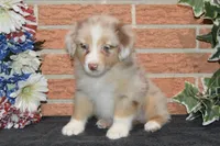 Kora #8, a female Australian Shepherd for sale in Canton, TX – 1 of 1