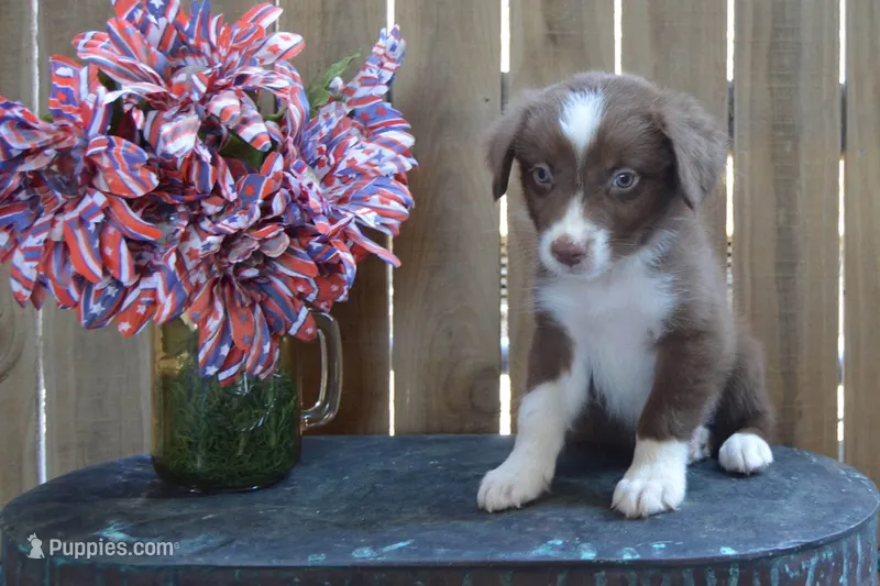 Kelcie #4 – Australian Shepherd puppy for sale in Canton, TX