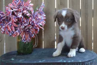 Kelcie #4, a male Australian Shepherd for sale in Canton, TX – 1 of 5