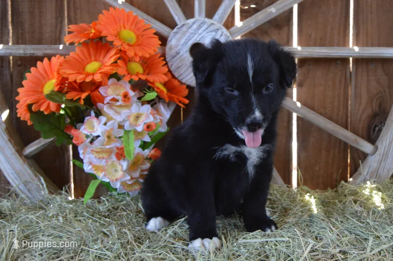 Onyx #1 – Australian Shepherd puppy for sale in Canton, TX