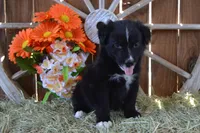 Onyx #1, a male Australian Shepherd for sale in Canton, TX – 1 of 4