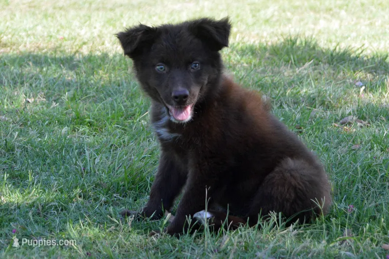 Onyx #8 – Australian Shepherd puppy for sale in Canton, TX