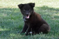 Onyx #8, a female Australian Shepherd for sale in Canton, TX – 2 of 10