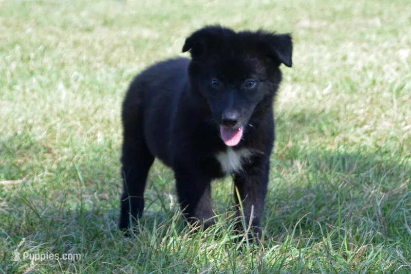 Onyx #5 – Australian Shepherd puppy for sale in Canton, TX