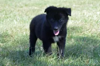 Onyx #5, a female Australian Shepherd for sale in Canton, TX – 3 of 10