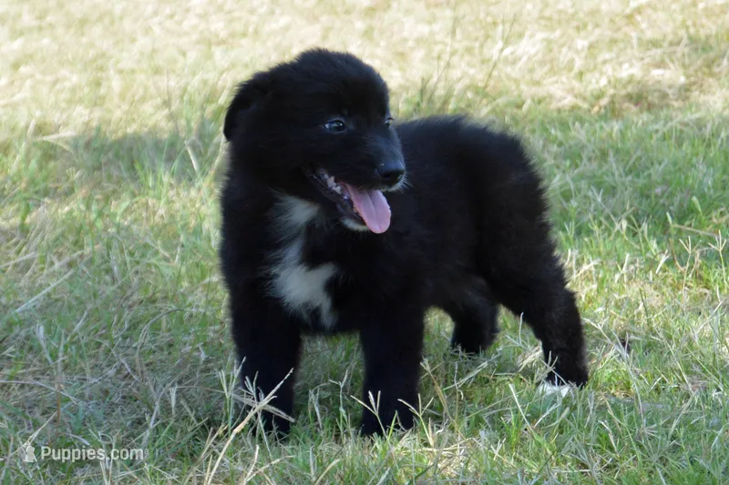Onyx #5 – Australian Shepherd puppy for sale in Canton, TX