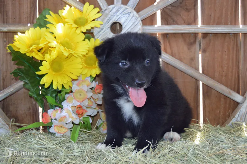 Onyx #5 – Australian Shepherd puppy for sale in Canton, TX