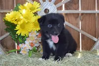 Onyx #5, a female Australian Shepherd for sale in Canton, TX – 1 of 4