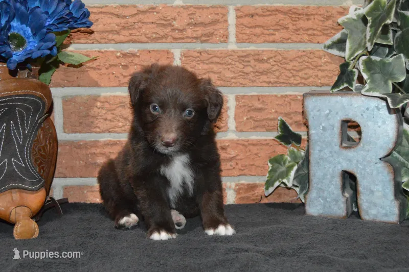 Roja #6 – Australian Shepherd puppy for sale in Canton, TX
