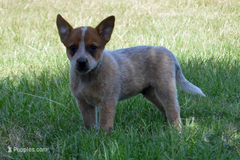Teeter #2 – Australian Cattle Dog puppy for sale in Canton, TX