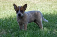 Teeter #2, a male Australian Cattle Dog for sale in Canton, TX – 3 of 9