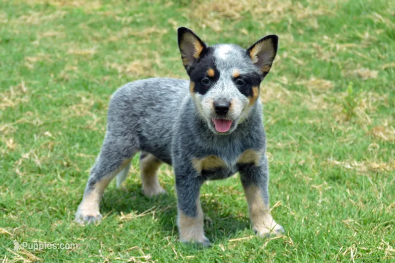 Letty #5 – Australian Cattle Dog puppy for sale in Canton, TX