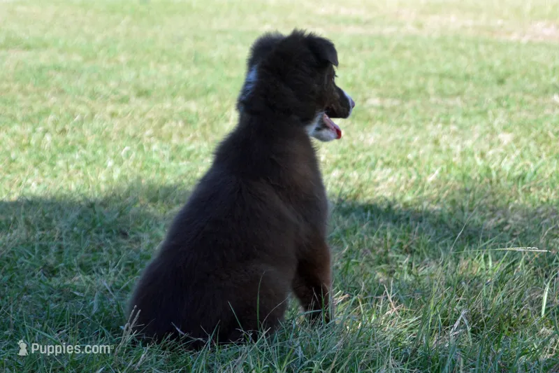 Onyx #6 – Australian Shepherd puppy for sale in Canton, TX