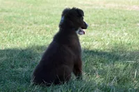 Onyx #6, a female Australian Shepherd for sale in Canton, TX – 2 of 9