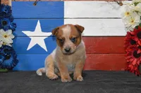Teeter #5, a male Australian Cattle Dog for sale in Canton, TX – 4 of 7