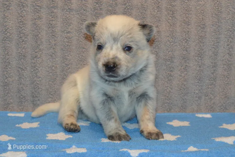 Zona #2 – Australian Cattle Dog puppy for sale in Canton, TX