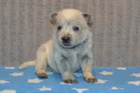 Zona #2, a male Australian Cattle Dog for sale in Canton, TX – 5 of 5