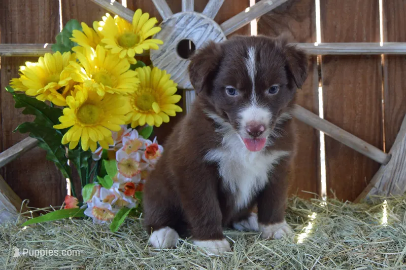 Onyx #6 – Australian Shepherd puppy for sale in Canton, TX