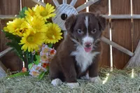 Onyx #6, a female Australian Shepherd for sale in Canton, TX – 1 of 4