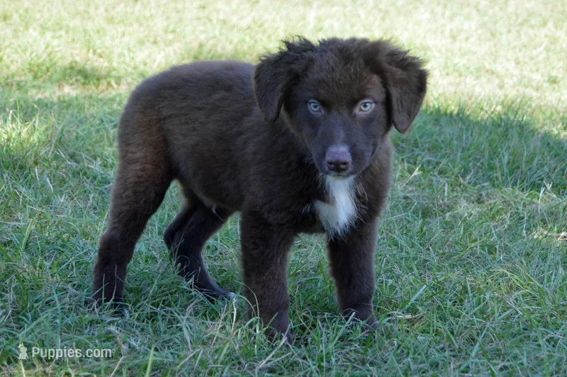 Roja #6 – Australian Shepherd puppy for sale in Canton, TX