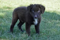 Roja #6, a male Australian Shepherd for sale in Canton, TX – 1 of 10