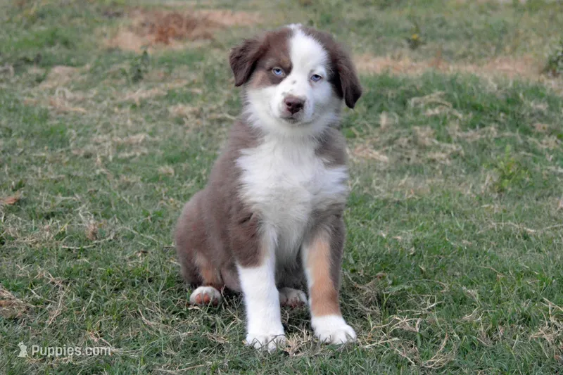 Ellie #3 – Australian Shepherd puppy for sale in Canton, TX