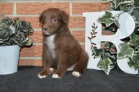 Onyx #3, a male Australian Shepherd for sale in Canton, TX – 2 of 4