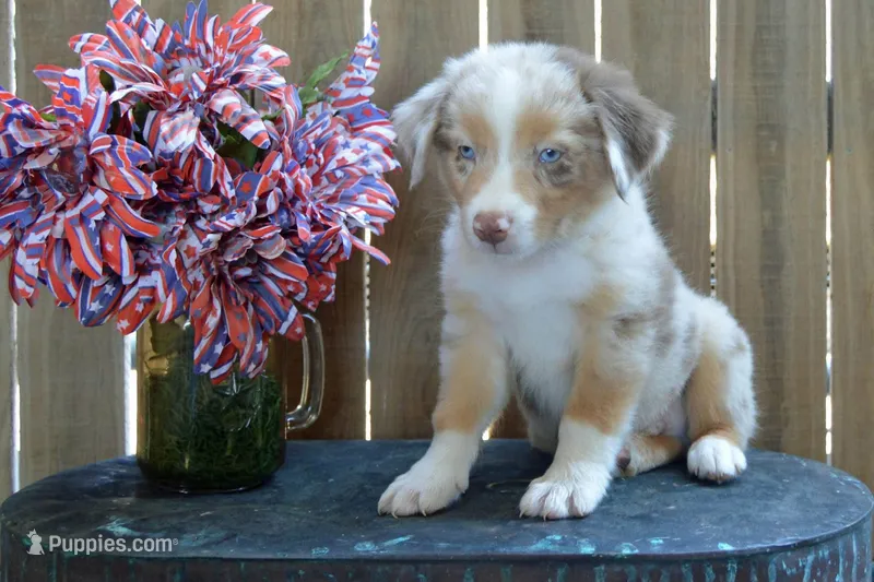 Kelcie #1 – Australian Shepherd puppy for sale in Canton, TX