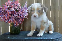 Kelcie #1, a male Australian Shepherd for sale in Canton, TX – 1 of 5